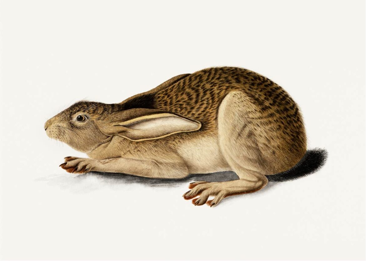 【無料壁紙】ジョン・ジェームズ・オーデュボン「オグロジャックウサギ」 / John James Audubon_Black-Tailed Hare (1841)