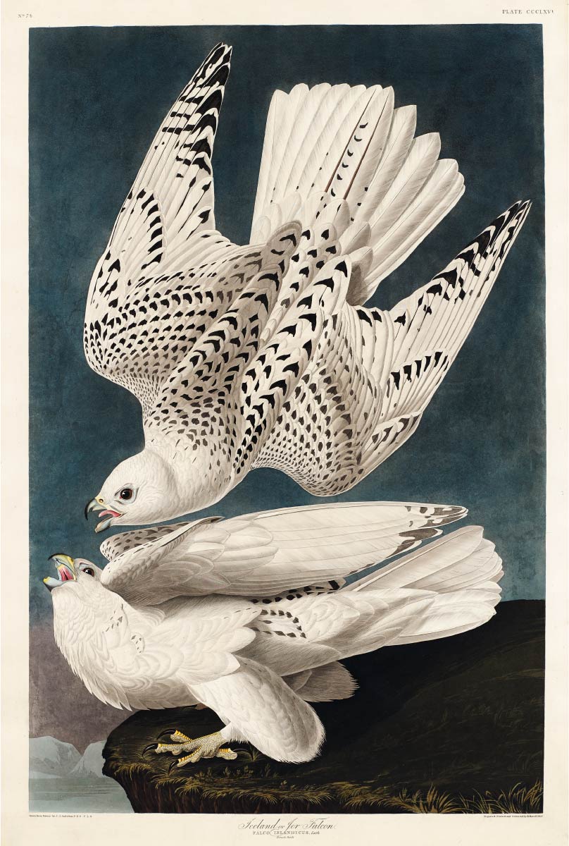 【無料壁紙】ジョン・ジェームズ・オーデュボン「シロハヤブサ」 / John James Audubon_Iceland or Jer Falcon from Birds of America (1827)