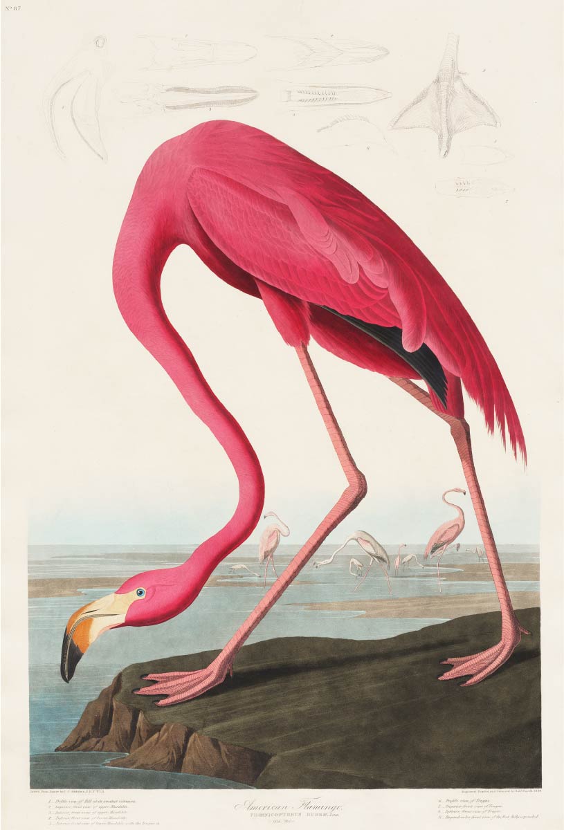【無料壁紙】ジョン・ジェームズ・オーデュボン「ピンクフラミンゴ」 / John James Audubon_Pink Flamingo from Birds of America (1827)