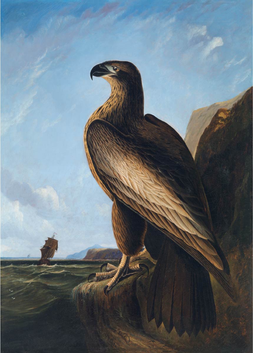 【無料壁紙】ジョン・ジェームズ・オーデュボン「ワシントンシーイーグル」 / John James Audubon_Washington Sea Eagle (ca. 1836–1839)