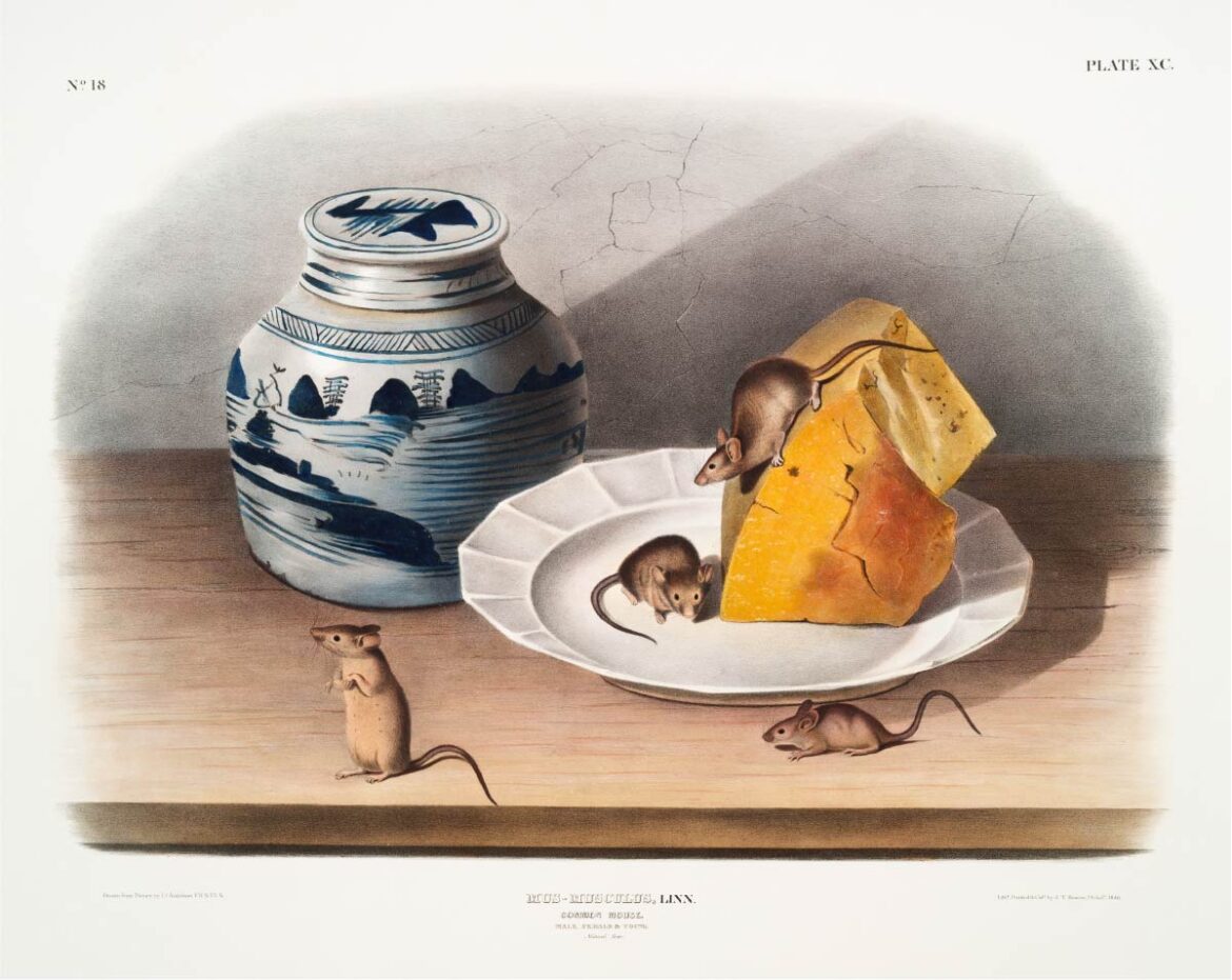 【無料壁紙】ジョン・ウッドハウス・オーデュボン「ネズミ」 / John Woodhouse Audubon_Mouse (Mus-musculus) from the viviparous quadrupeds of North America (1845)