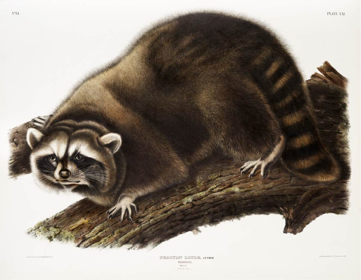 【無料壁紙】ジョン・ウッドハウス・オーデュボン「アライグマ」 / John Woodhouse Audubon_Raccoon (Procyon lotor) from the viviparous quadrupeds of North America (1845)