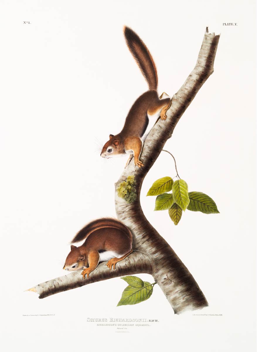 【無料壁紙】ジョン・ウッドハウス・オーデュボン「コロンビアジリス」 / John Woodhouse Audubon_Richardson’s Columbian Squirrel (Sciurus Richardsonii) from the viviparous quadrupeds of North America (1845)