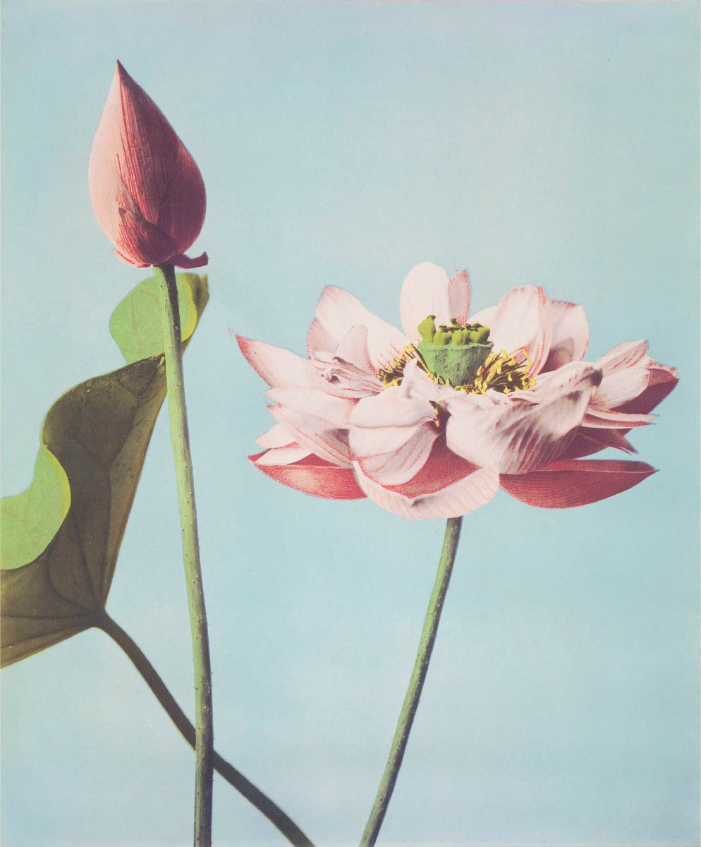 【無料壁紙】小川 一真「蓮の花 (1887–1897)」 / Ogawa Kazumasa_Lotus Flowers (1887–1897)