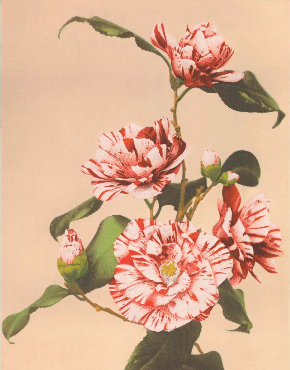【無料壁紙】小川 一真「縞模様の椿 (1887–1897)」 / Ogawa Kazumasa_Striped Camellias (1887–1897)