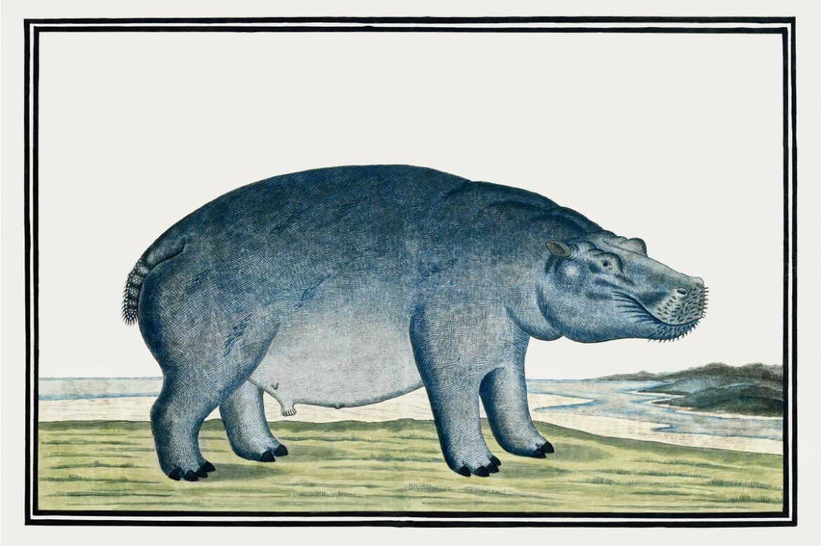 【無料壁紙】ロバート・ジェイコブ・ゴードン「カバ (ca.1777)」 / Robert Jacob Gordon_Hippopotamus (ca.1777)