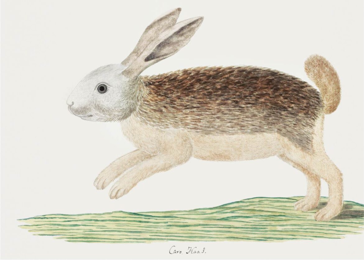 【無料壁紙】ロバート・ジェイコブ・ゴードン「ウサギ (1777–1786)」 / Robert Jacob Gordon_Karoo hare (1777–1786)
