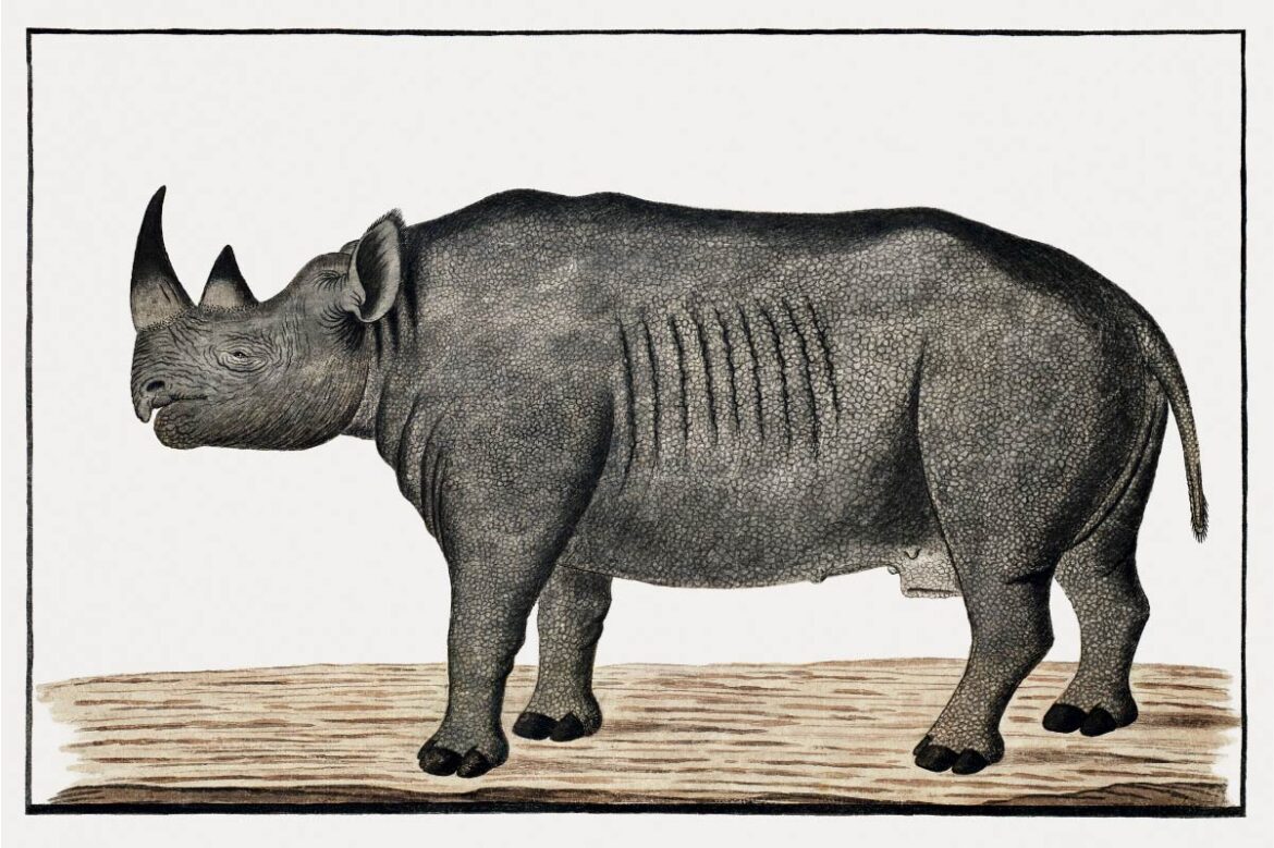 【無料壁紙】ロバート・ジェイコブ・ゴードン「クロサイ♂ (ca.1778)」 / Robert Jacob Gordon_black rhinoceros; male (ca.1778)