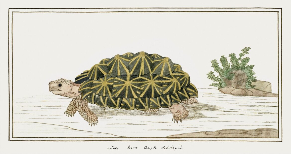 【無料壁紙】ロバート・ジェイコブ・ゴードン「テントヤブガメ (1777–1786)」 / Robert Jacob Gordon_Tent Tortoise (1777–1786)