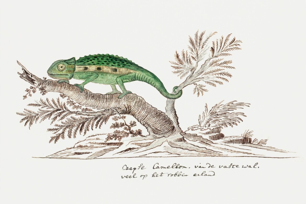【無料壁紙】ロバート・ジェイコブ・ゴードン「ケープドワーフカメレオン (1777–1786)」 / Robert Jacob Gordon_cape dwarf chameleon (1777–1786)