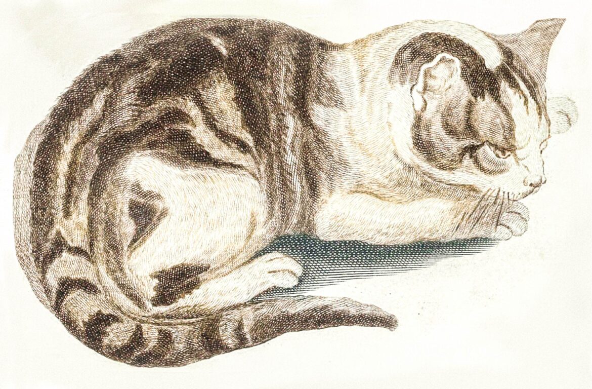 【無料壁紙】ヨハン・テイラー「猫」 / Johan Teyler_A cat by Johan Teyler
