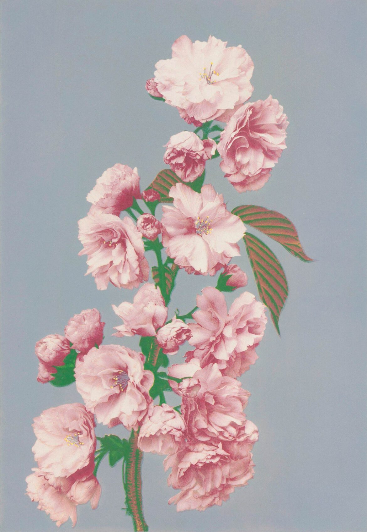 【無料壁紙】小川 一真「桜 (1887–1897)」 / Ogawa Kazumasa_Cherry Blossom (1887–1897)
