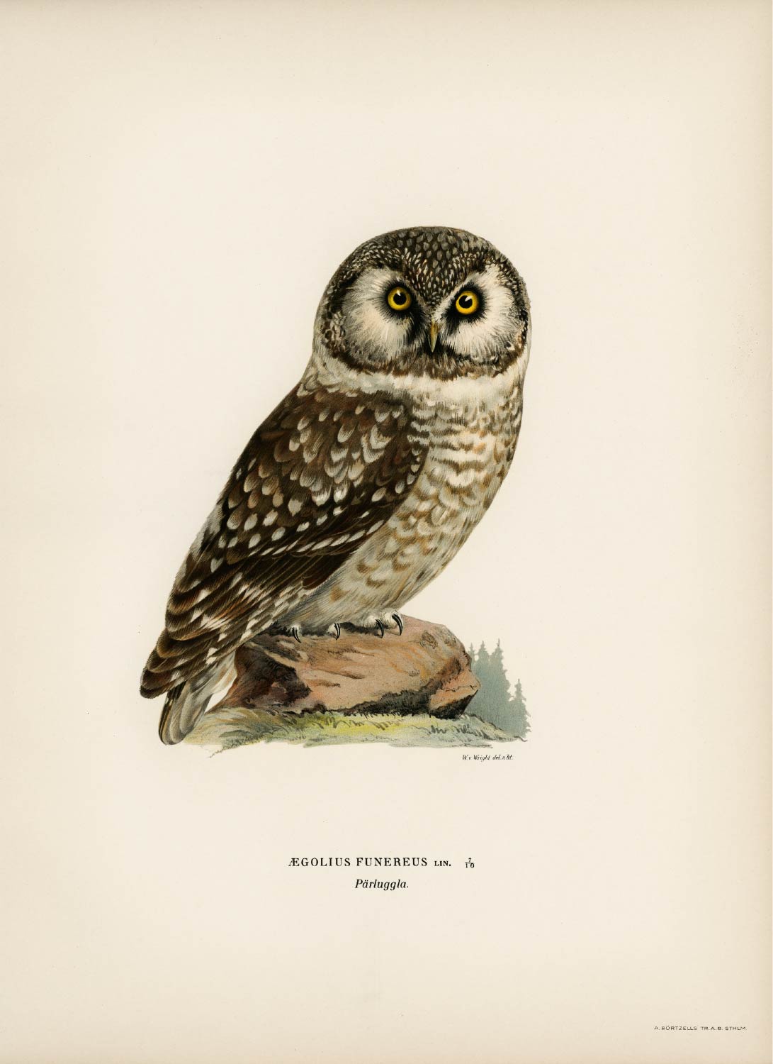 【無料壁紙】フォン・ライト・ブラザーズ「キンメフクロウ」 / Von Wright brothers_Boreal Owl, Tengmalm’s Owl (Aegolius funereus)