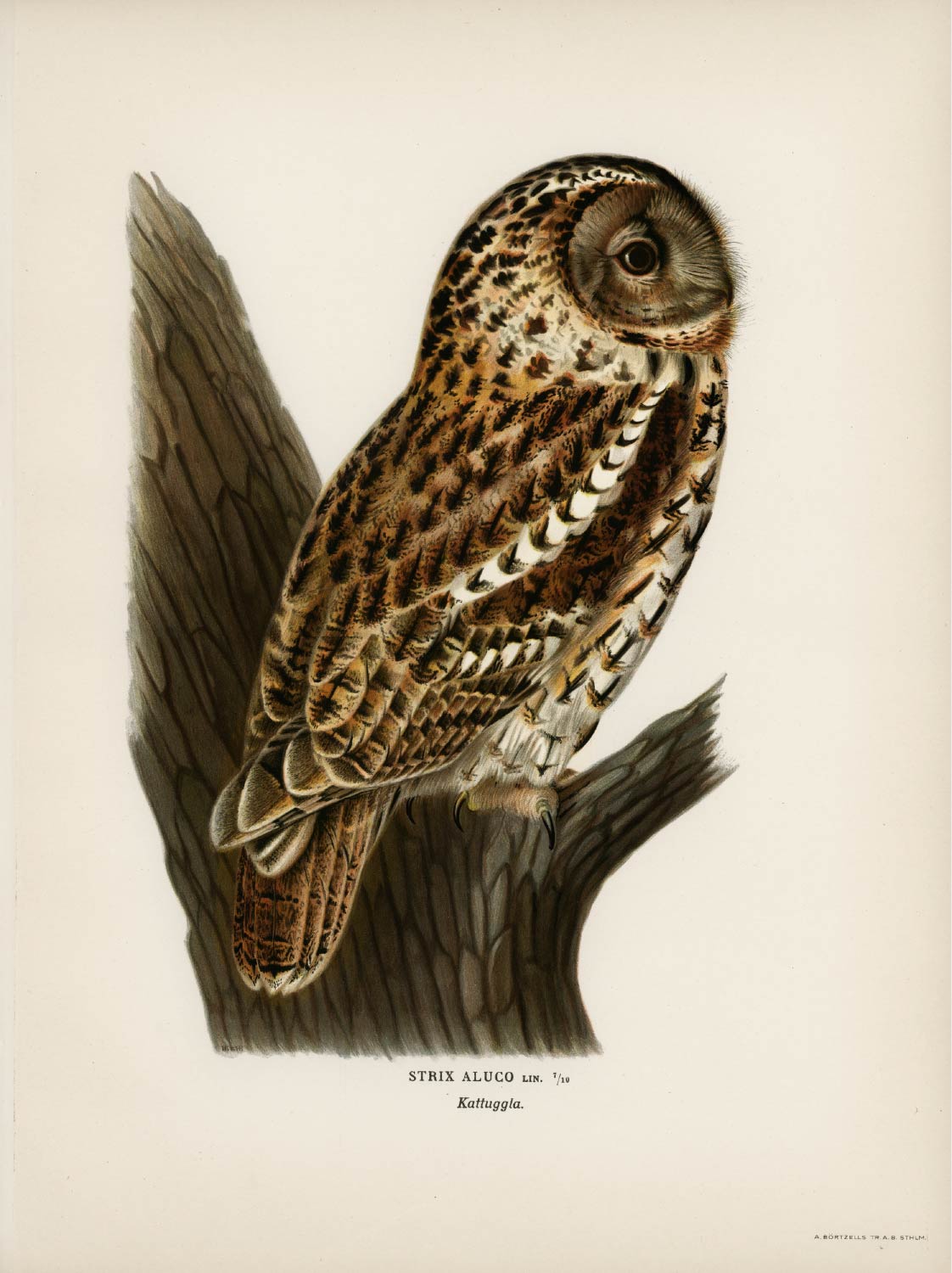 【無料壁紙】フォン・ライト・ブラザーズ「モリフクロウ」/ Von Wright brothers_Strix aluco (Tawny owl)