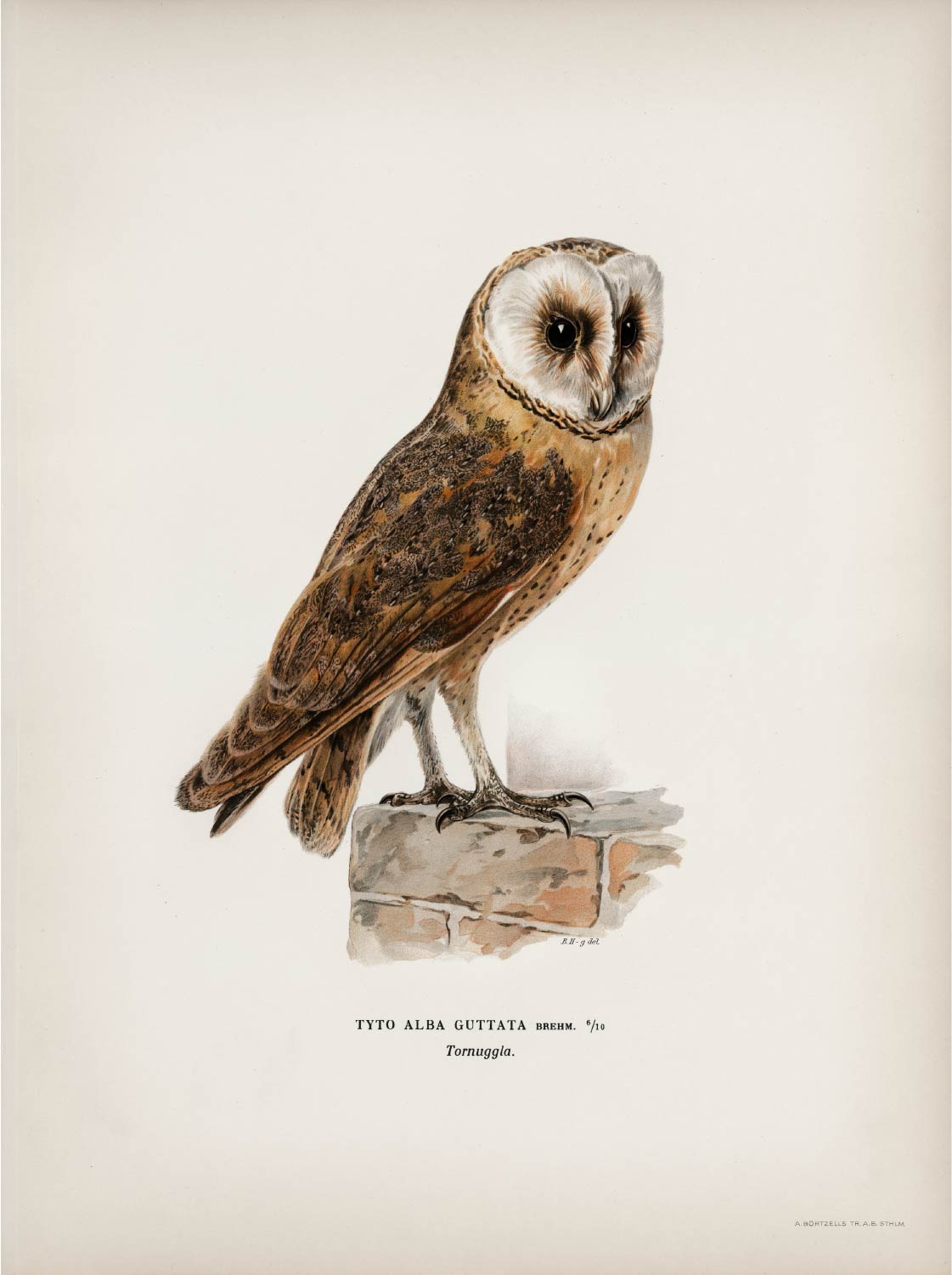 【無料壁紙】フォン・ライト・ブラザーズ「ムネグロメンフクロウ」 / Von Wright brothers_Tyto alba guttata owl