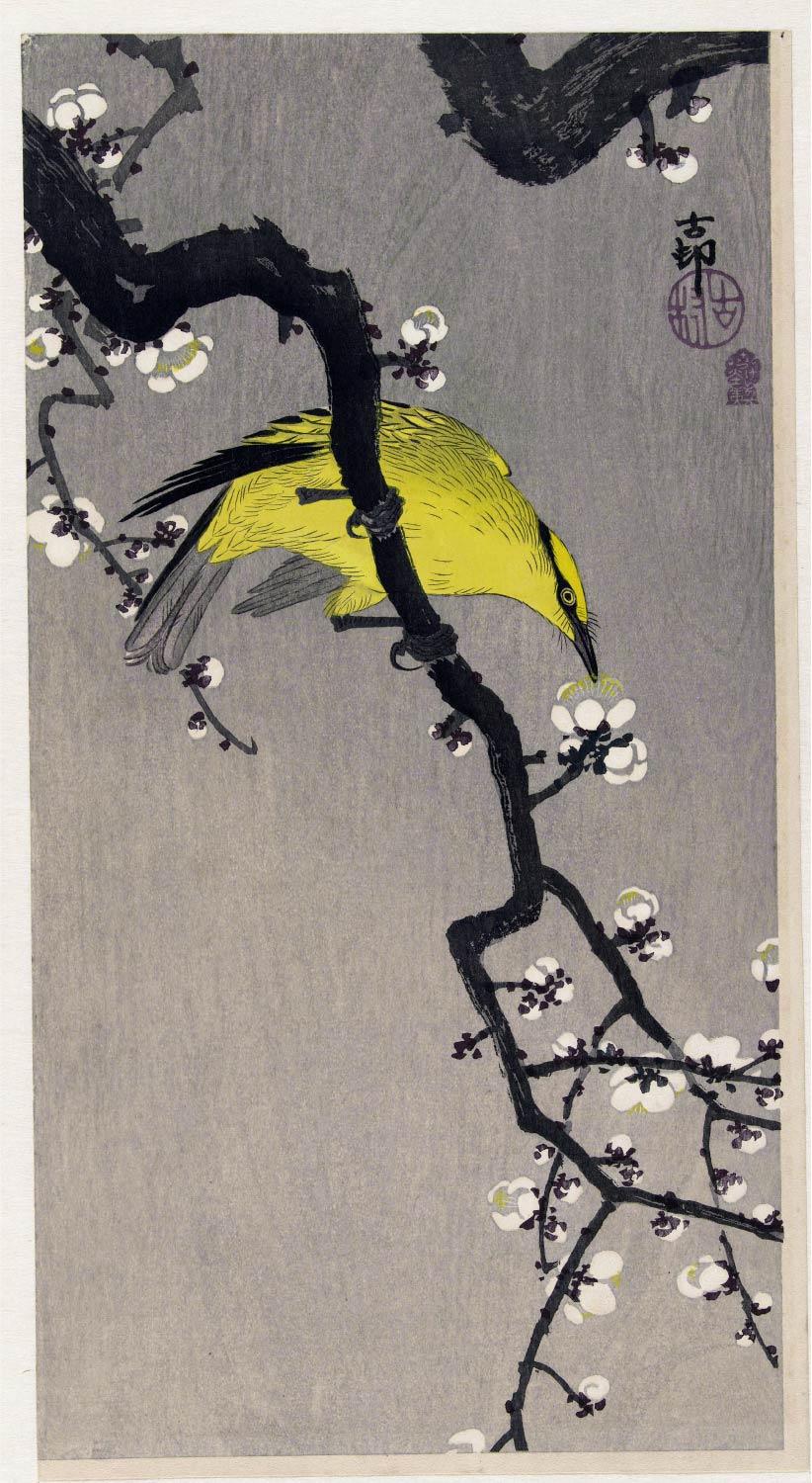 【無料壁紙】小原 古邨「梅に高麗鶯 (1900-1910)」 / Ohara Koson_Chinese oriole on plum blossom branch (1900-1910)